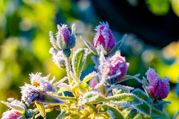 red rose frozen leaves