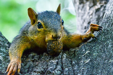 Squirrel with nut in mouth