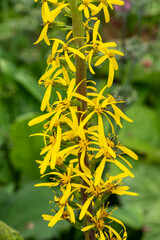 Ligularia Zepter a summer autumn fall flowering plant with a yellow summertime flower commonly known as Leopard Plant, stock photo image