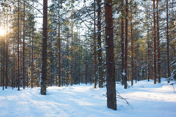 Sunset in the winter forest
