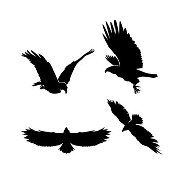 set of silhouettes of birds, eagle, eagle silhouette design, eagle black and white illustration, animal silhouette, eagle silhouette