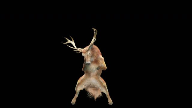 Deer Dancing, 3d rendering, Animation Loop, cartoon, included in the end of the clip with Alpha matte.
