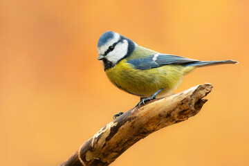 Eurasian blue tit (Cyanistes caeruleus), with a beautiful yellow background. Colorful songbird with blue feather sitting on the branch in the forest. Autumn wildlife scene from nature, Czech Republic
