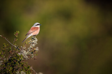 Red-backed shrike, Lanius Collurio, in spring