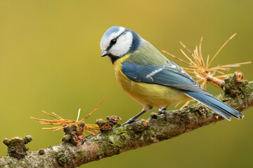 Obraz premium Eurasian blue tit (Cyanistes caeruleus), with a beautiful yellow background. Colorful songbird with blue feather sitting on the branch in the forest. Autumn wildlife scene from nature, Czech Republic