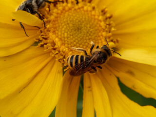 Halictus scabiosae  | Halicte de la scabieuse femelle, corps allongé avec antennes coudées, tibias à forte pilosité, double bandes sur les tergites, ailes nervurées