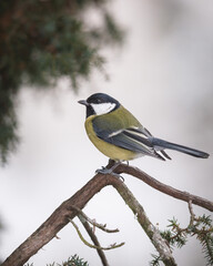 Great tit (Parus Major) on a branch