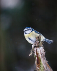 Blue tit (Cyanistes Caeruleus) in winter