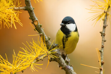 Great tit (Parus major), with beautiful yellow background. Colorful song bird with yellow feather sitting on the branch in the forest. Autumn wildlife scene from nature, Czech Republic