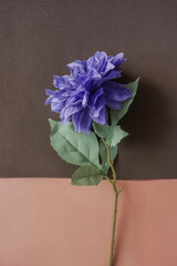 Big single Purple flower on beige brown background.