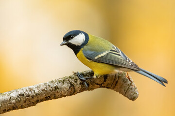 Obraz premium Great tit (Parus major), with beautiful yellow background. Colorful song bird with yellow feather sitting on the branch in the forest. Autumn wildlife scene from nature, Czech Republic