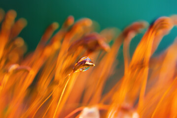 Nahaufnahme Makro von Moossporen  © Stefan