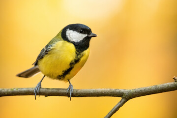 Obraz na płótnie Canvas Great tit (Parus major), with beautiful yellow background. Colorful song bird with yellow feather sitting on the branch in the forest. Autumn wildlife scene from nature, Czech Republic