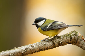 Great tit (Parus major), with beautiful yellow background. Colorful song bird with yellow feather...