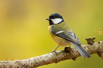Obraz premium Great tit (Parus major), with beautiful yellow background. Colorful song bird with yellow feather sitting on the branch in the forest. Autumn wildlife scene from nature, Czech Republic