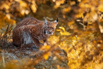 Euraziatische lynx (Lynx lynx), met een mooie geel gekleurde achtergrond. Een verbazingwekkend bedreigd carnivoor zoogdier met bruin haar in het bos. Herfst wildlife scene uit de natuur, Duitsland