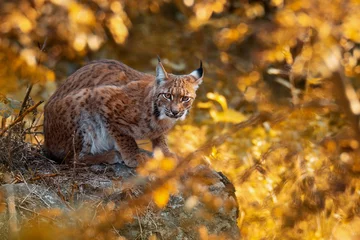 Photo sur Aluminium Lynx Eurasian lynx (Lynx lynx), with a beautiful yellow coloured background. An amazing endangered carnivore mammal with brown hair in the forest. Autumn wildlife scene from nature, Germany