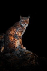 Eurasian lynx (Lynx lynx), with a beautiful yellow coloured background. An amazing endangered...