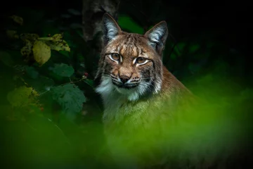 Wall murals Lynx Eurasian lynx (Lynx lynx), with a beautiful yellow coloured background. An amazing endangered carnivore mammal with brown hair in the forest. Autumn wildlife scene from nature, Germany