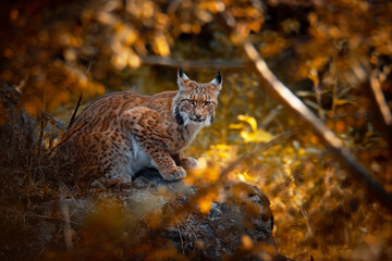 Euraziatische lynx (Lynx lynx), met een mooie geel gekleurde achtergrond. Een verbazingwekkend bedreigd carnivoor zoogdier met bruin haar in het bos. Herfst wildlife scene uit de natuur, Duitsland