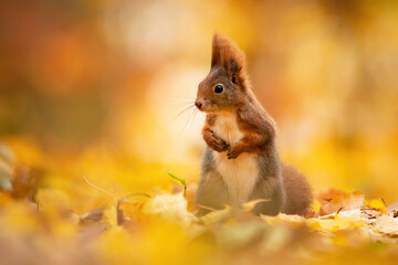 Naklejka na ściany i meble Eurasian red squirrel (Sciurus vulgaris), with beautiful yellow coloured background. An amazing cute mammal with red hair in the forest. Autumn wildlife scene from nature, Czech Republic