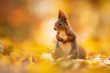 Tuinposter Eurasian red squirrel (Sciurus vulgaris), with beautiful yellow coloured background. An amazing  cute mammal with red hair in the forest. Autumn wildlife scene from nature, Czech Republic © Simon Vasut