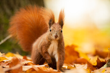 Eurasian red squirrel (Sciurus vulgaris), with beautiful yellow coloured background. An amazing  cute mammal with red hair in the forest. Autumn wildlife scene from nature, Czech Republic