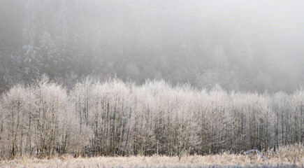 trees covered with hoarfrost on early winter morning