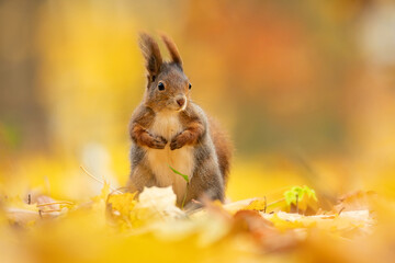Eurasian red squirrel (Sciurus vulgaris), with beautiful yellow coloured background. An amazing  cute mammal with red hair in the forest. Autumn wildlife scene from nature, Czech Republic