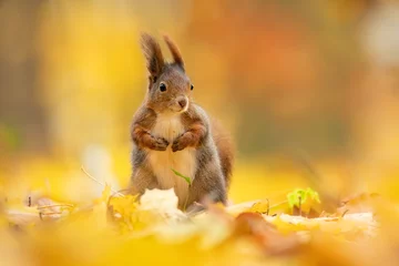 Foto op Canvas Eurasian red squirrel (Sciurus vulgaris), with beautiful yellow coloured background. An amazing  cute mammal with red hair in the forest. Autumn wildlife scene from nature, Czech Republic © Simon Vasut