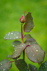 Red rose bud with water drops on leaves.