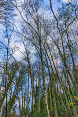 Sky And Trees Silhouette 3