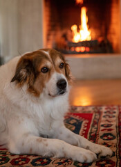 Dog relaxing, burning fireplace background. Winter house warm and cozy living room interior.