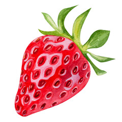 Watercolor Strawberry Illustration
