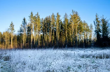 Foto auf Leinwand Forrest in the winter © Holland-PhotostockNL