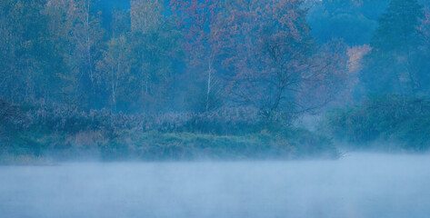 An island with reeds with a tree in the fog above the surface.