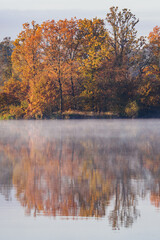 Lake shore with oak with orange leaves with fog on the surface.