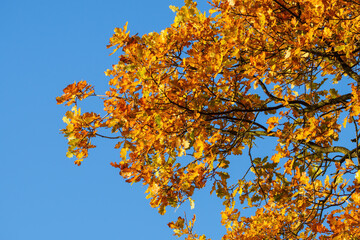 Yellow oak leaves on branches with blue sky.