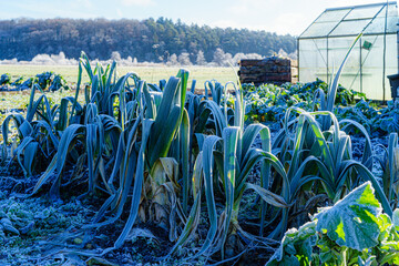 Garten, Bauerngarten, Winter im Krautgarten mit von Raureif überzogenem Gemüse