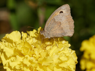 Maniola jurtina - Papillon le myrtil ou myrtille 