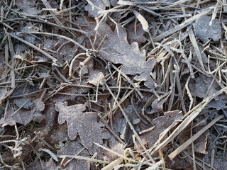 Brown winter leaves with hoarfrost