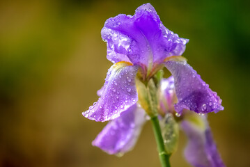 Purple iris flower