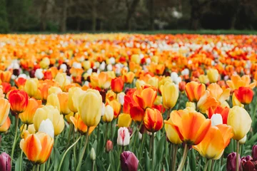 Meubelstickers Beautiful shot of colorful blooming tulips growing in a field © Stevenair/Wirestock