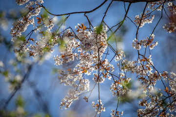 Spring flowers on trees