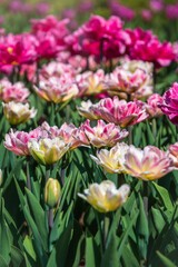 Beautiful pink and white tulips flower bed in the green spring garden