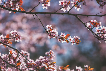Spring flowers on trees