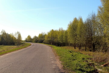 dirt road surrounded by green plants on a sunny summer day. Unique image for decoration