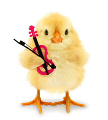Crazy musical chick with pink violin and fiddle bow. Funny baby animals music playing concept