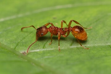 ant Myrmica rubra on a leaf