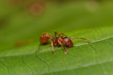 ant Myrmica rubra on a leaf